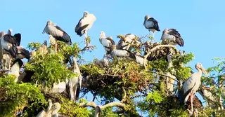 জয়পুরহাটের কানাইপুরে বিরল শামুকখোলের অভয়ারণ্য